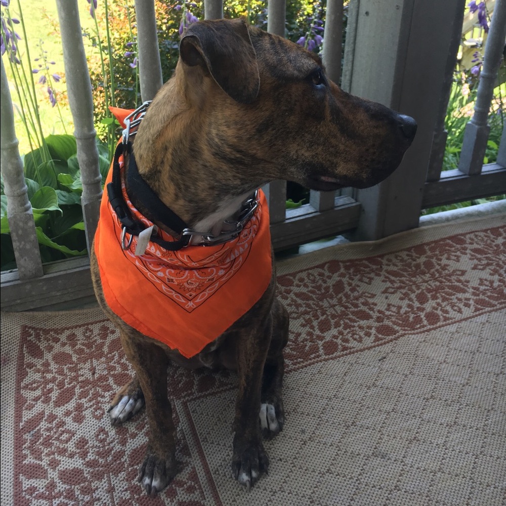 Meet your Posher, Bri